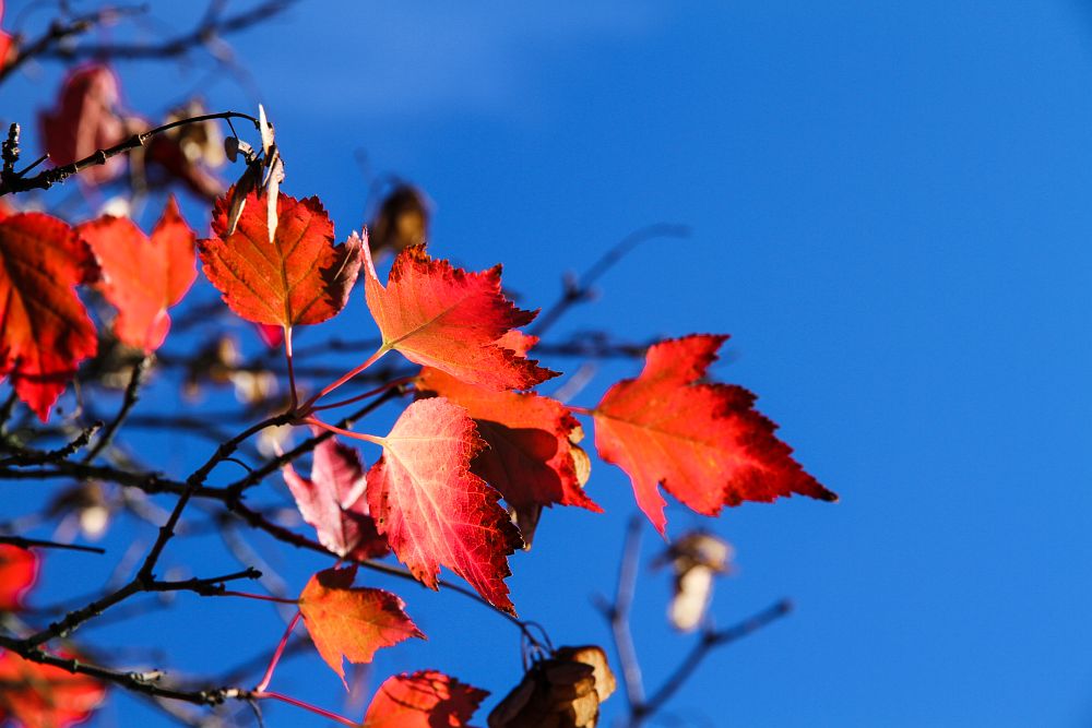 Herbstfest in Eilenburg am 28. September 2019